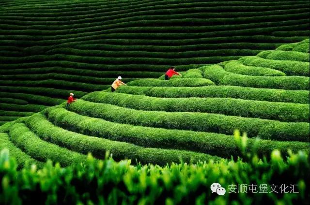 安顺夏天避暑度假有哪些去处,安顺体验21度的夏天