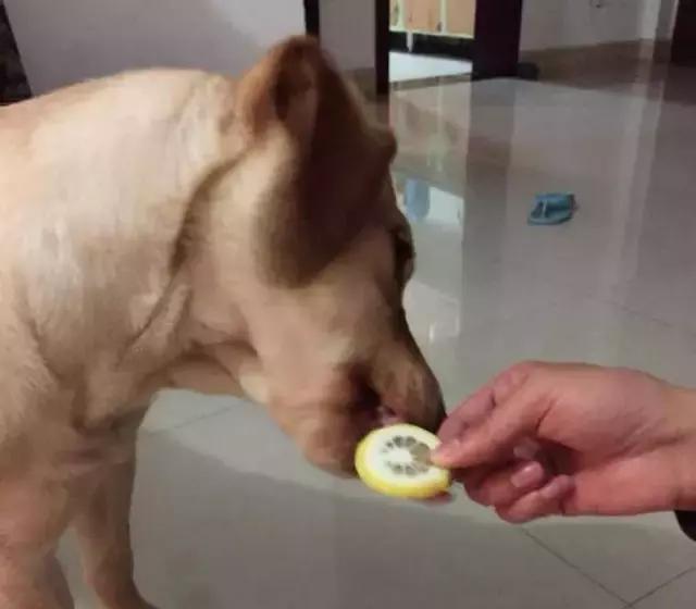 狗狗吃了洋葱精神很好,狗狗第1次吃了冰块的反应