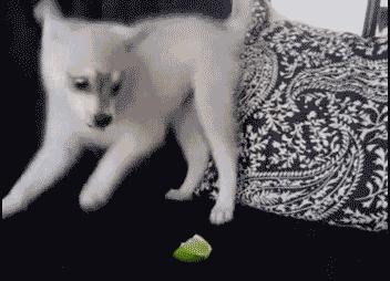 狗狗吃了洋葱精神很好,狗狗第1次吃了冰块的反应