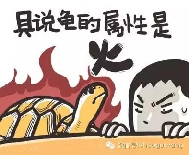 养龟六大忌讳,龟的预防能力有多强