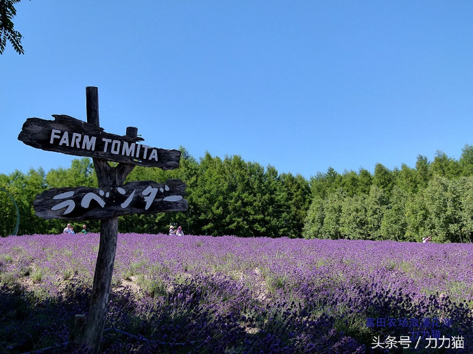 日本北海道最美丽的景点,北海道暑假旅游攻略大全