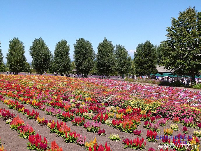 日本北海道最美丽的景点,北海道暑假旅游攻略大全