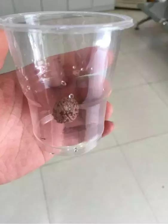 用可乐泡金刚菩提子,金刚菩提可乐怎么泡