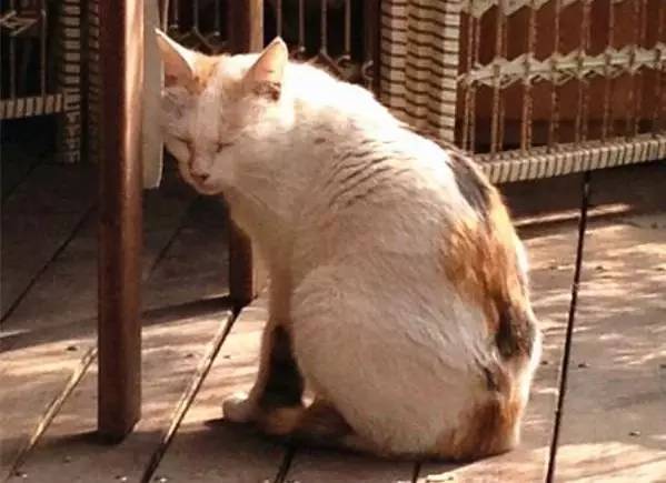 找童年！超有料の动漫主题度假酒店