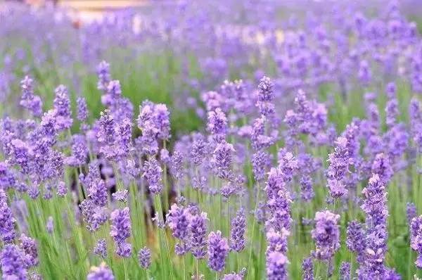 找童年！超有料の动漫主题度假酒店