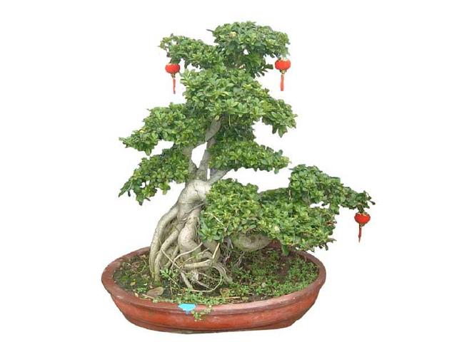 养花种树的知识,榕树怎么养根更好看