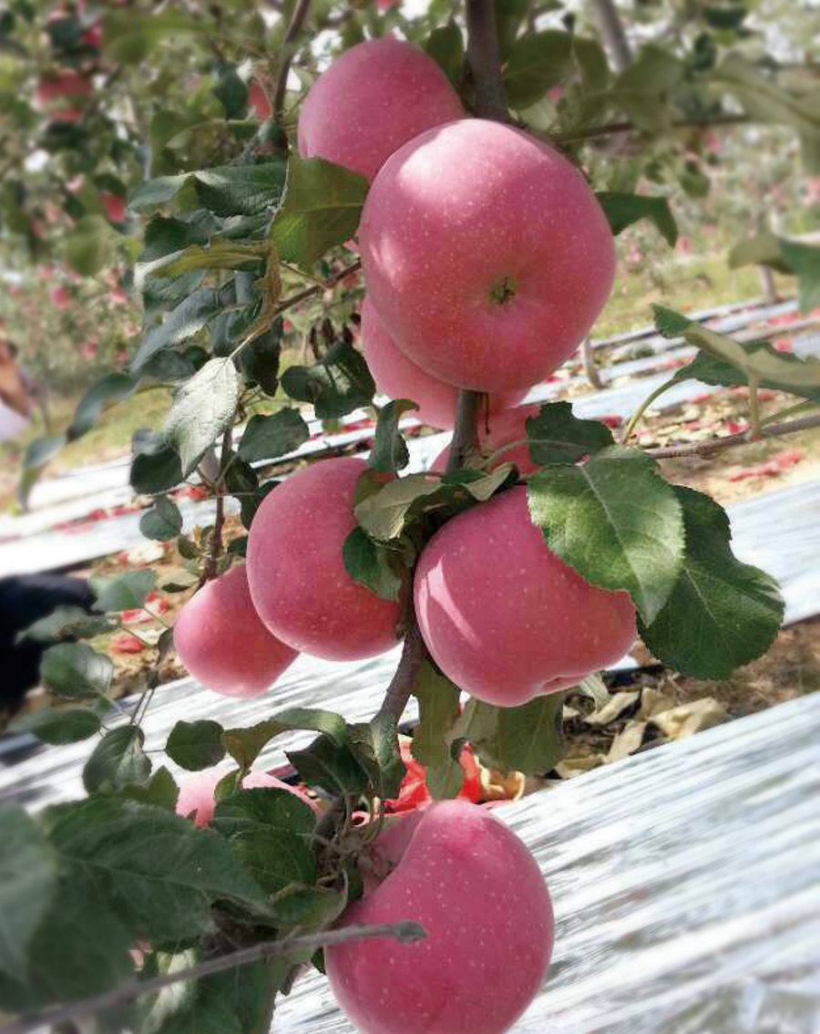 对话果商∣南果大量上市的季节，勇记苹果如何逆流而上？