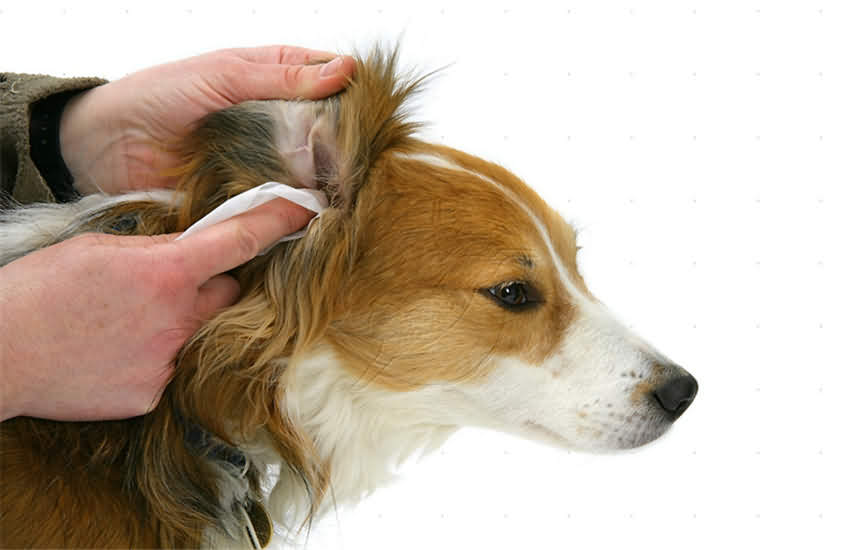 狗狗有泪痕还臭,狗狗有臭味是不是有病