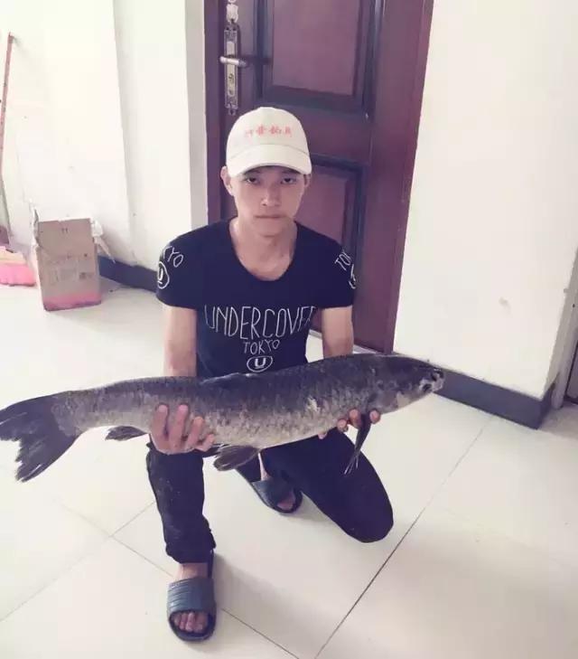 《渔获战报》大青鱼爆连引发的连环事件