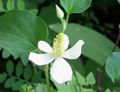 抗辐射的茶有哪些,抗辐射的能吃植物有哪些