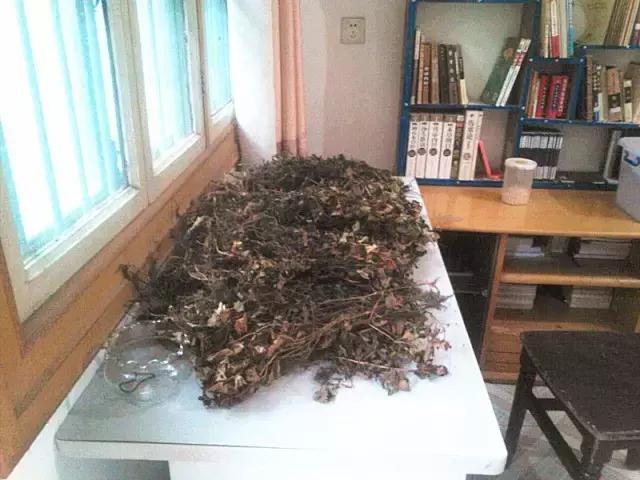 抗辐射的茶有哪些,抗辐射的能吃植物有哪些