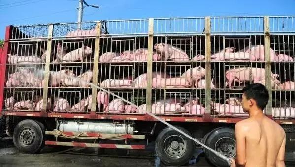 猪感冒怎么给猪降温,猪中暑了泼冷水行吗