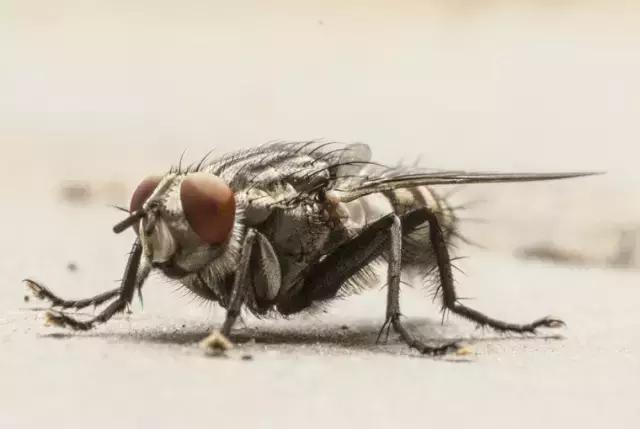 自从买了这把枪，居然嫌家里的苍蝇太少了，它到底有多好玩？