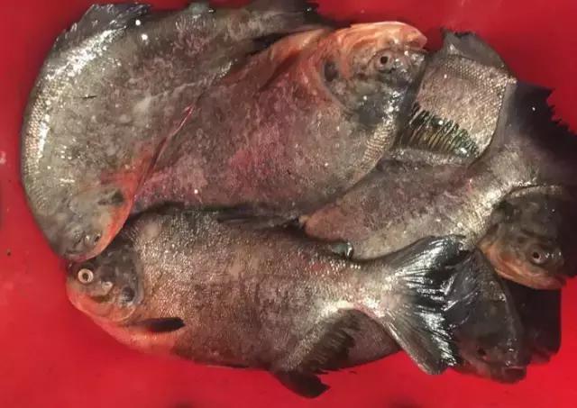 娓旇幏閽撻奔,娓旇幏鎴樻姤