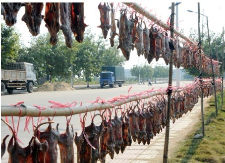 在广州老鼠肉会是一种佳肴，别恶心这只是一种文化！