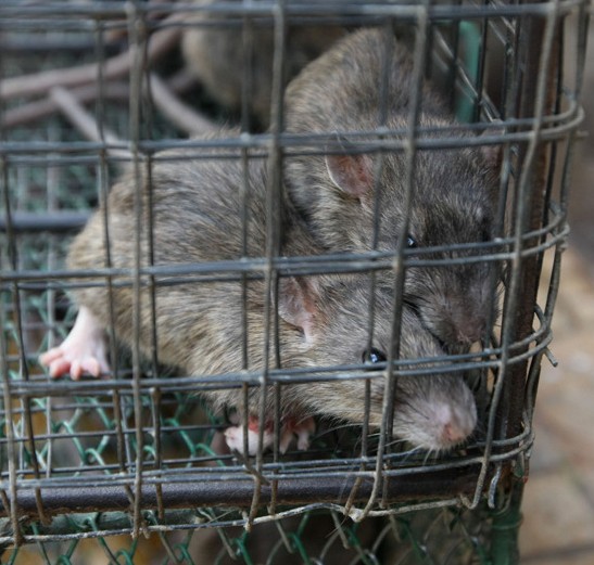 在广州老鼠肉会是一种佳肴，别恶心这只是一种文化！