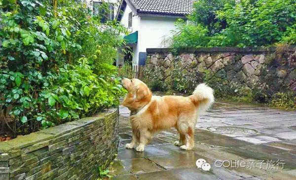 杭州亲子美食推荐,杭州景区民宿推荐亲子餐