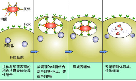 中医治疗乙肝什么药效果好,中医治乙肝的最佳方法