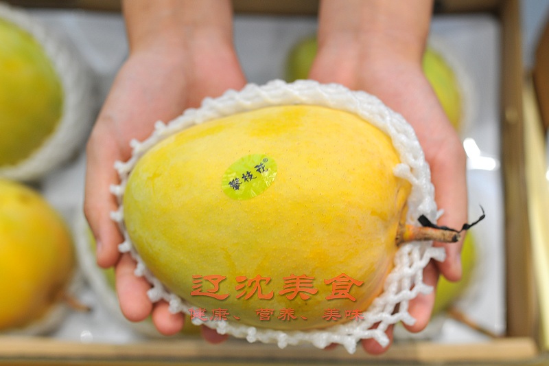 攀枝花芒果节开幕,攀枝花芒果采摘节开幕