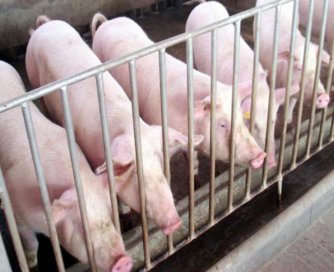 怎么让肥肉肥而不腻入口即化,肥肉怎么做肥而不腻又简单