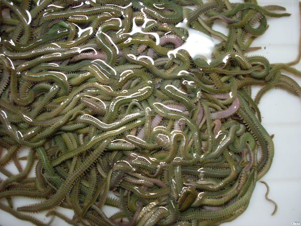 让人难于下咽，确有人将其视作盘中的绝顶美味佳肴