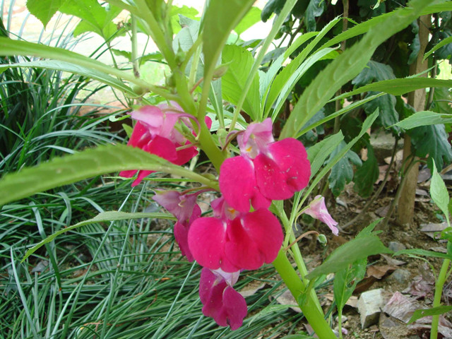 难言之隐的中药,专治恶心的中草药