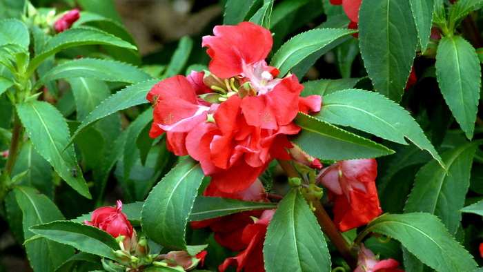 难言之隐的中药,专治恶心的中草药