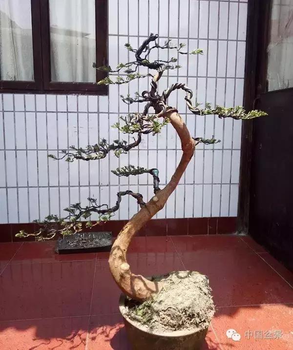 养盆景有灵性吗,养松树盆景的乐趣