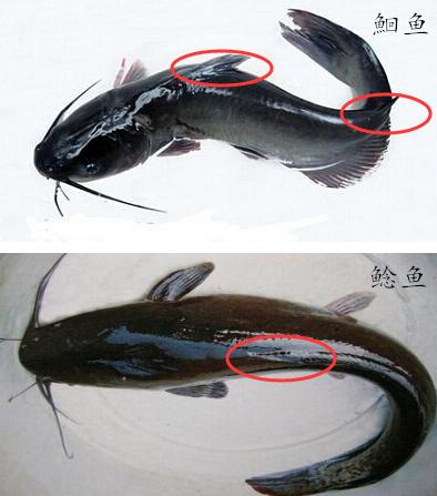 鲶鱼冒充江团鱼,鲶鱼冒充黔鱼