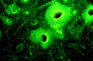 古埃及人喝啤酒用来....治病？！