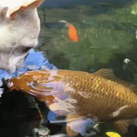 这个小吃货,萌哭了