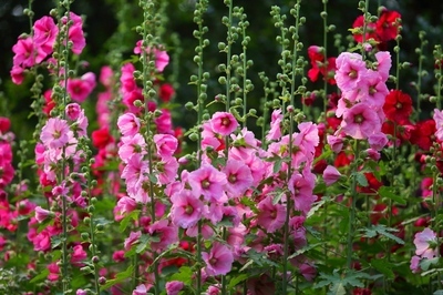 被赏一丈红,被赏一丈红全过程