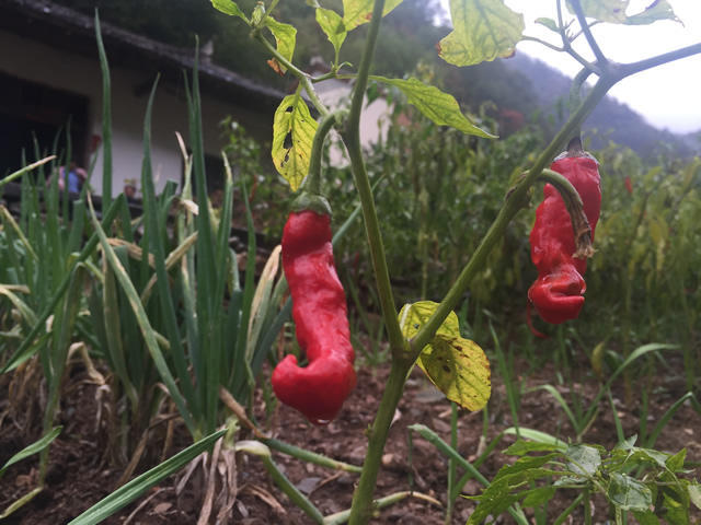 那些年，我们去金丝峡游玩路过的商南县太子坪村