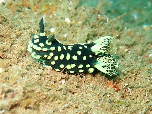 图兰奔潜水——探秘二战沉船体验