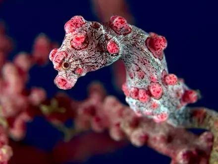 图兰奔潜水——探秘二战沉船体验