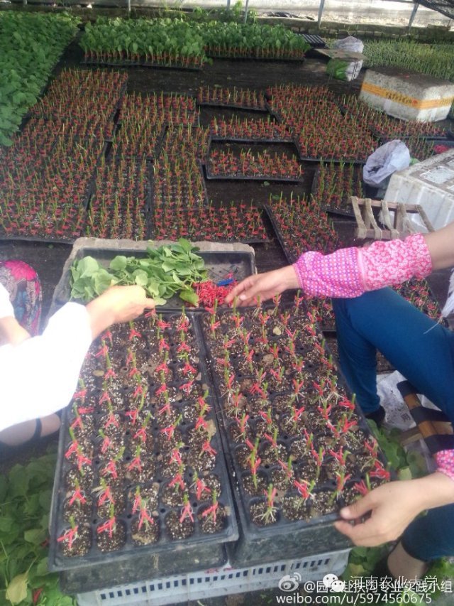 一周概览:点点看,农大大事小情全知道(7.23~7.29)