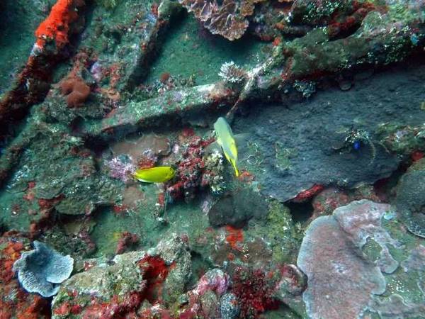 图兰奔潜水——探秘二战沉船体验