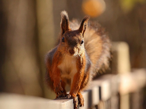 松鼠怎么养视频,松鼠如何养视频