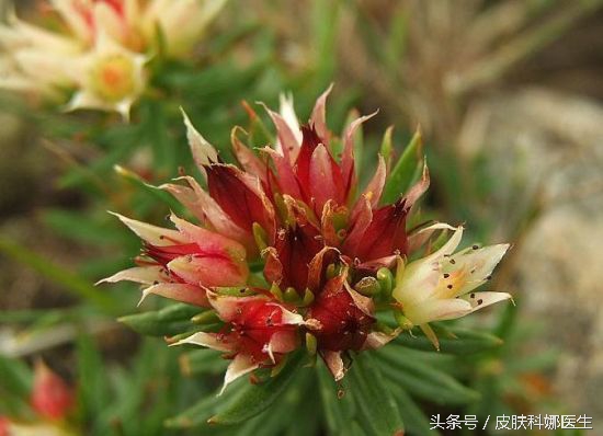 可以延年益寿的草药是什么,可以补肾的草