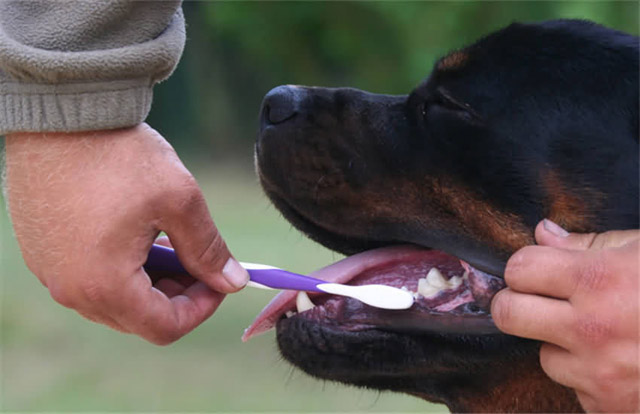 狗狗亲主人的脸是代表什么意思,为什么狗狗总喜欢亲我的嘴巴