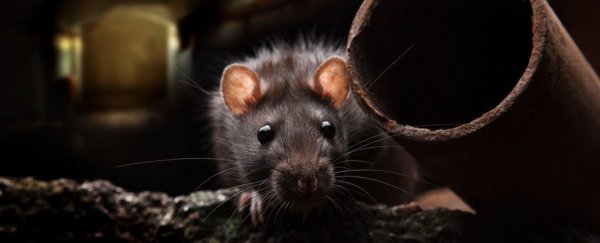 新西兰猎杀对决,新西兰猎杀兔子