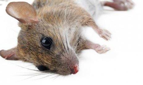 新西兰猎杀对决,新西兰猎杀兔子