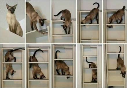 合格的铲屎官要做什么,怎样判断是否是合格的铲屎官