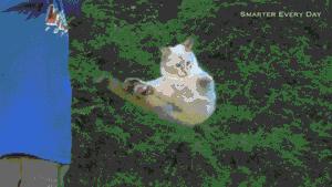 合格的铲屎官要做什么,怎样判断是否是合格的铲屎官