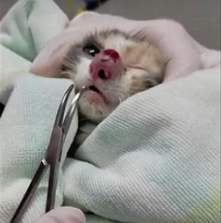 猫咪鼻子化脓像是少了一节,猫咪鼻子肿了而且堵住了