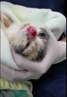 猫咪鼻子化脓像是少了一节,猫咪鼻子肿了而且堵住了