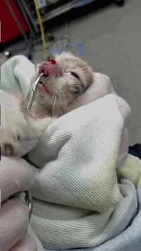 猫咪鼻子化脓像是少了一节,猫咪鼻子肿了而且堵住了