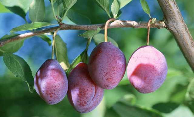 乌梅夏季养生茶配方及功效,乌梅组合养生茶