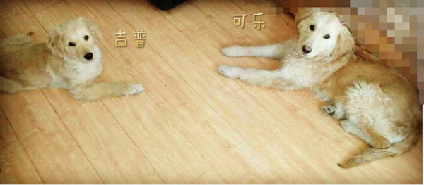 如果你能陪狗狗度过一生,你能不能这样?