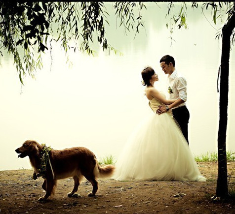 如果你能陪狗狗度过一生,你能不能这样?